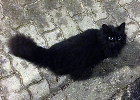 Savner du denne katten?