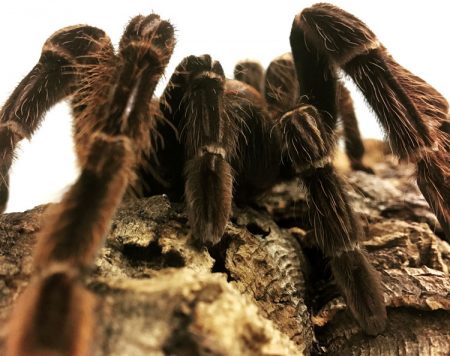 Dyr med ekstreme egenskaper!