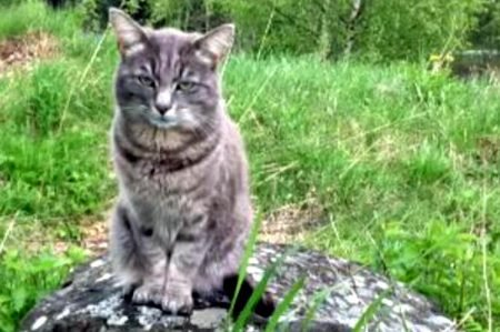 Hannkatten Rocky ble tidligere i vår skutt på med luftgevær. Nå er saken anmeldt av dyrevernorganisasjonen NOAH. Foto: Privat.