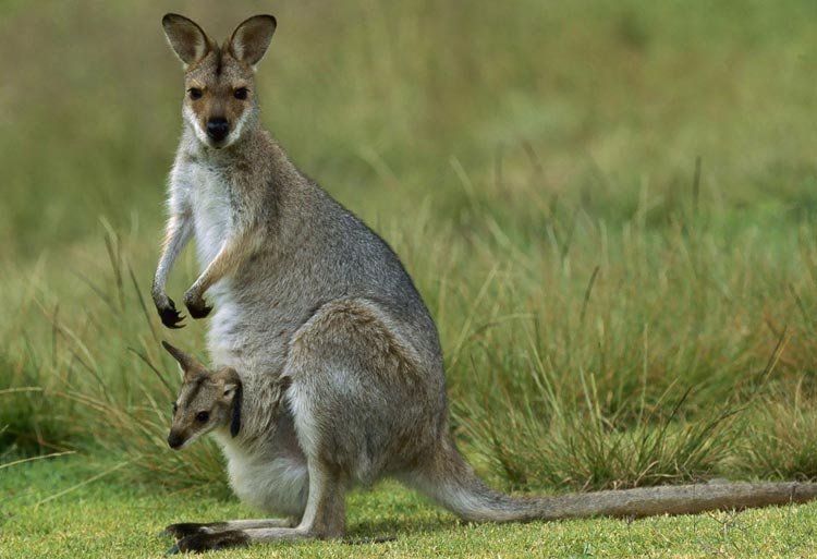 Seks kenguruer flytter til Den Lille Dyrehage neste sommer