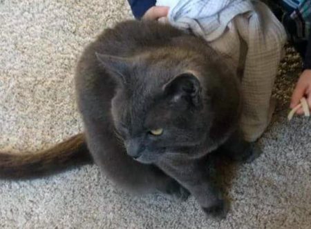 Har noen sett katten Pepsi? Har noen sett den tiårige hannkatten Pepsi?