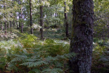 Regjeringen verner to skogområder i Gjerstad Regjeringen har vedtatt å verne naturreservatene Bjørnstadfjellet og Fossbufjellet i Gjerstad kommune. Illustrasjonsbilde.