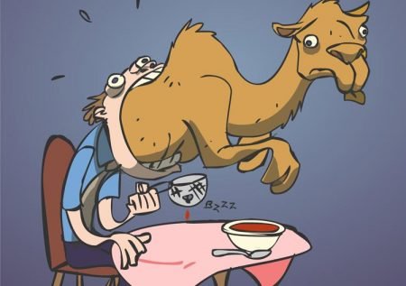 Hvem i regjeringen er best på kamelsvelging?