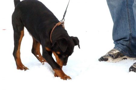 Alle hunder må for tiden holdes i bånd pga. store snømengder
