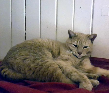 Hunkatten Chanel ble tirsdag påkjørt ved bedehuset på Fiane