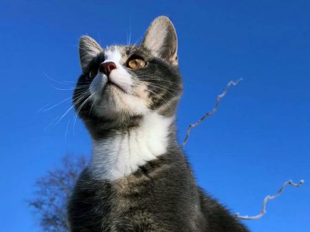 Katten Peder forsvant i området rundt Kamperhaug mandag denne uka