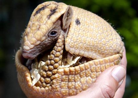 Hva skal denne krabaten hete?