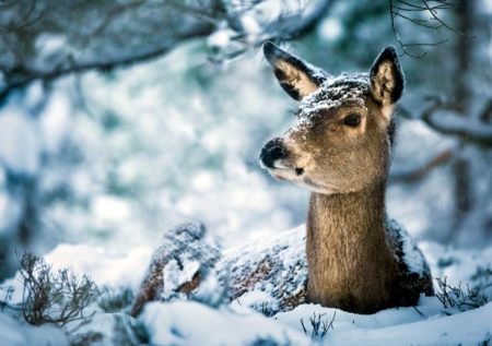 Det er vanskelig forhold for hjortevilt i skogene våre. Nå vil kommunen åpne for å kjøre spor for bedre fremkommelighet.