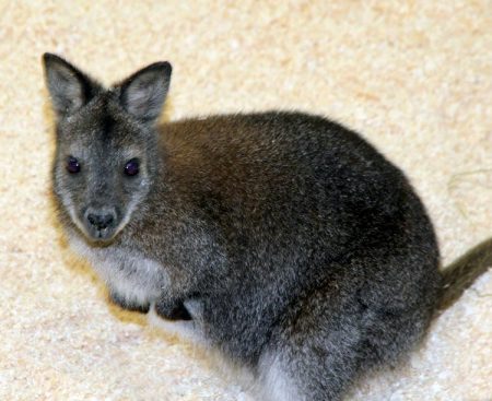 Her er en av de nye beboerne i Den Lille Dyrehage