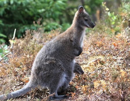 Både mor og barn i kengurufamilien så ut til å trives i sine nye omgivelser ute i naturen på Brokelandsheia