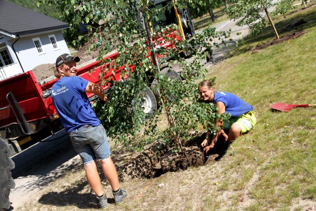 Sander og Tone hos Garthe Grøntanlegg i full sving med å plante bjørketrær i Valle Allé