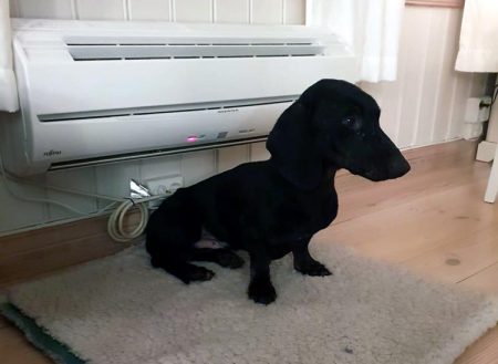 Dachsen Viking er hjemme i varmen igjen. Foto: Facebook.