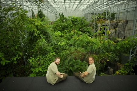 Onsdag kan du se direkte fra regnskogen på Brokelandsheia.