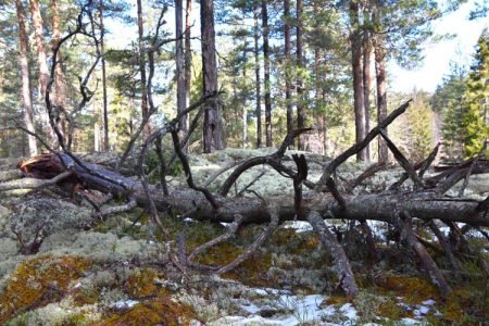 Unik gammel furuskog ved Follsjå i Telemark. Foto: Tor Bjarne Christensen, Naturvernforbundet