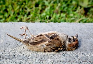 Fugleinfluensa er påvist i distriktet. Slik bør du forholde deg.