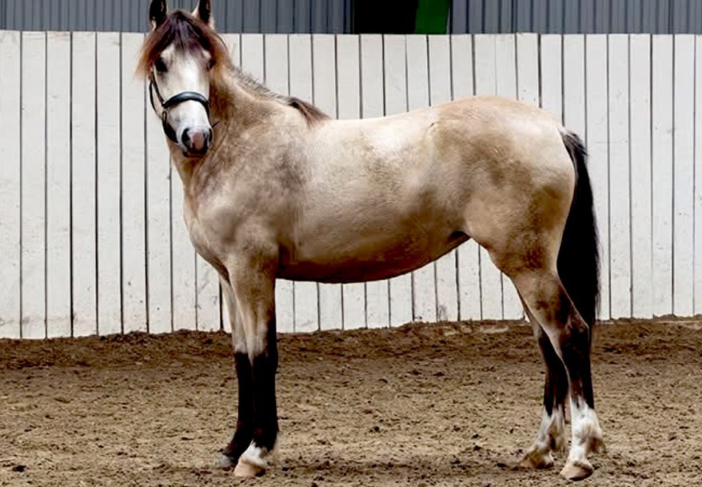 Nå kan du bli andelseier av en hest hos Team Kals